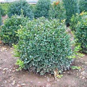 Boxwood 'Green Velvet'