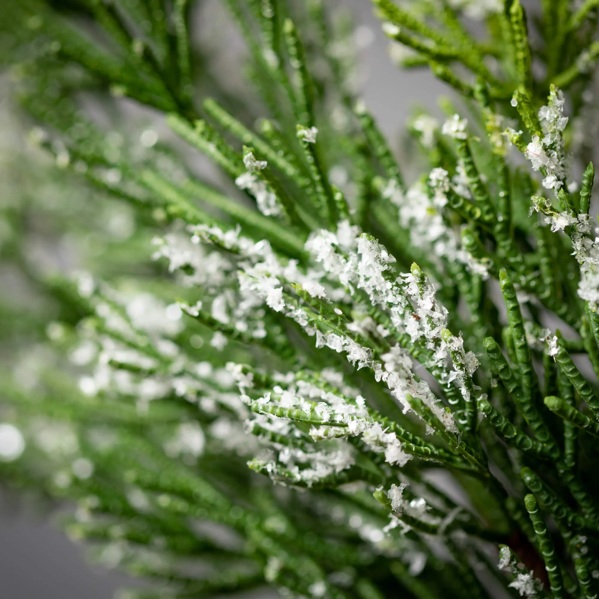 Frosted Green Cedar Spray