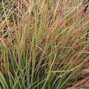 Little Bluestem 'Blaze'