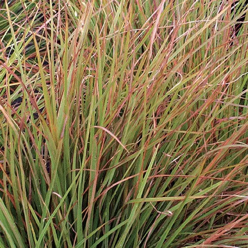 Little Bluestem 'Blaze'