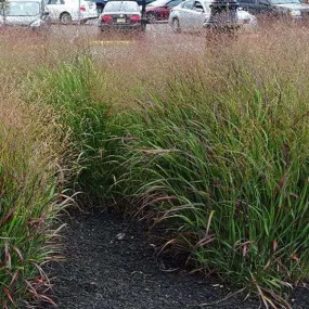 Switch Grass - Panicum virgatum 'Shenandoah'