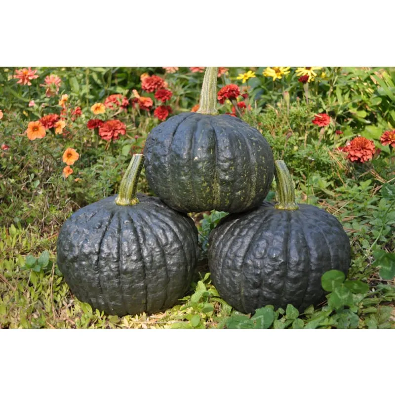 Tetsukabuto Winter Squash (F1 Hybrid 90 Days)