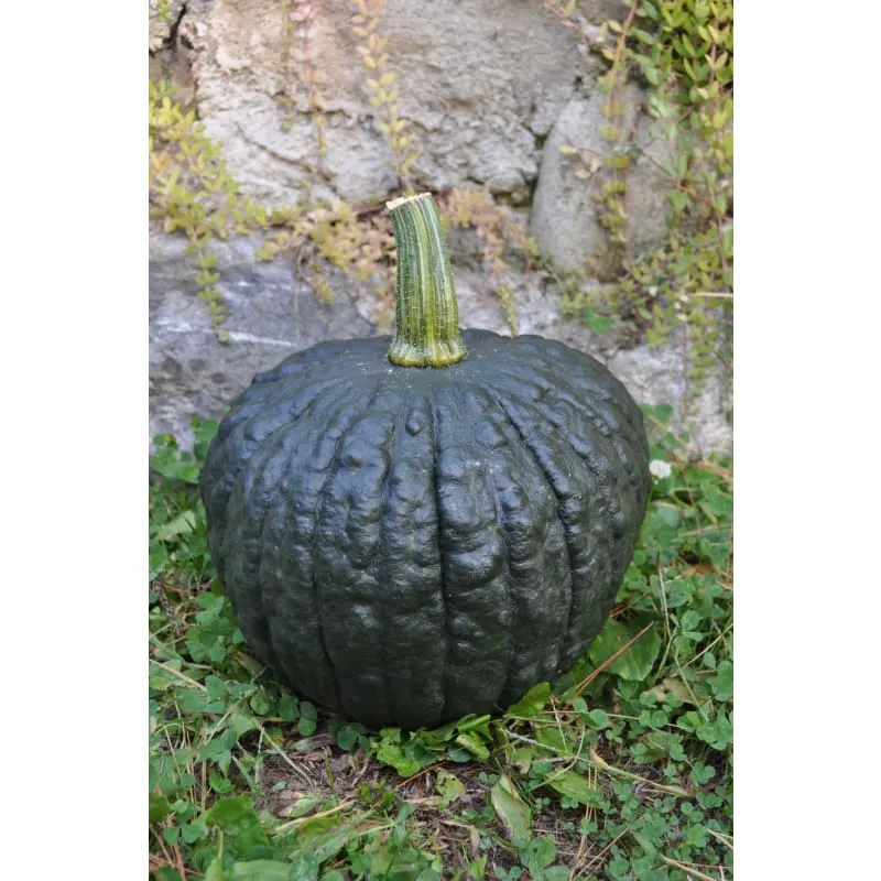 Tetsukabuto Winter Squash (F1 Hybrid 90 Days)