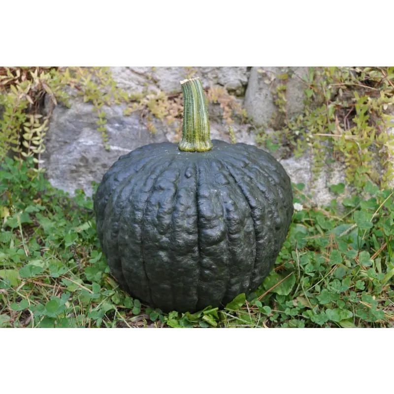 Tetsukabuto Winter Squash (F1 Hybrid 90 Days)